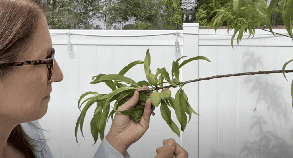 Thinning a peach tree